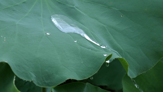 荷叶水滴视频