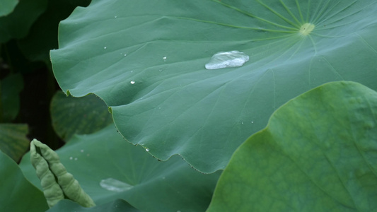 荷叶水滴视频