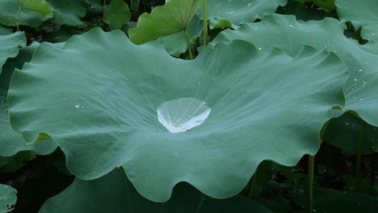 荷叶水滴视频