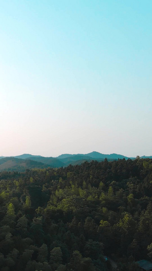 黄昏松树林无人机航拍33秒视频