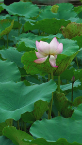 夏日河塘荷花视频