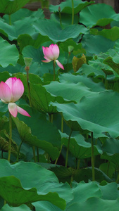 夏日河塘荷花视频