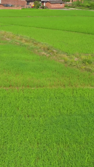 在田地里喷洒农业的农民种植业48秒视频