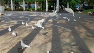 广场上振翅欲飞的白鸽和树枝上嬉闹的白鸽合集68秒视频
