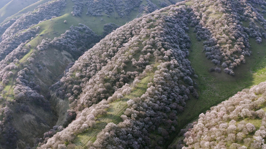 那拉提杏花沟景区视频