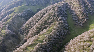 那拉提杏花沟景区27秒视频