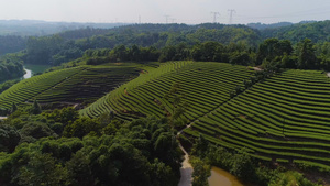 纳溪贡茶产地茶山航拍66秒视频