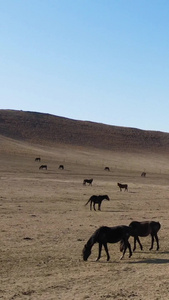 内蒙古地区航拍在枯黄的草原上奔腾的马群视频