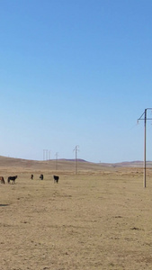 内蒙古地区航拍在枯黄的草原上奔腾的马群视频