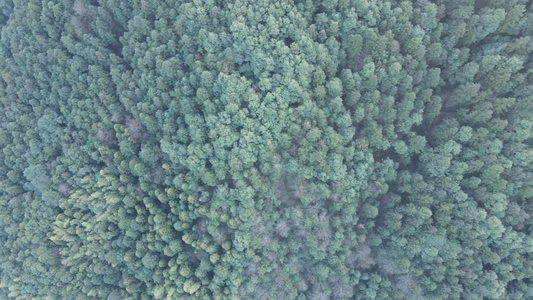 航拍绿色森林植物视频