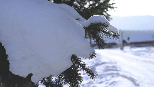 被白雪覆盖的绿色植物[玉树琼枝]视频