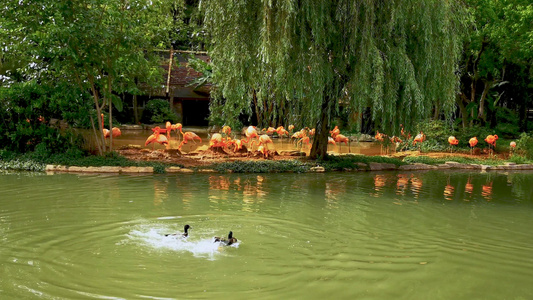 火烈鸟鸟群和戏水的小天鹅4K素材视频