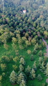 树林景观航拍自然风光视频