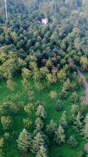 树林景观航拍自然风光16秒视频