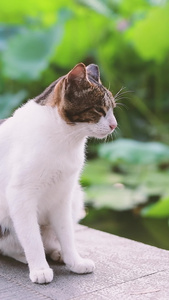 荷塘边的流浪猫宠物猫视频