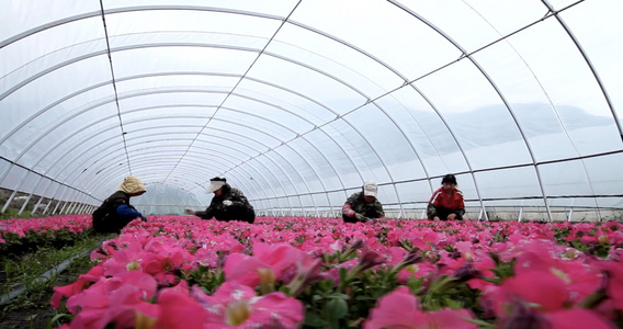 温室花朵养殖采摘视频