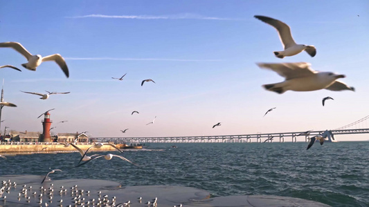 大连星海广场上成群飞翔的海鸥视频