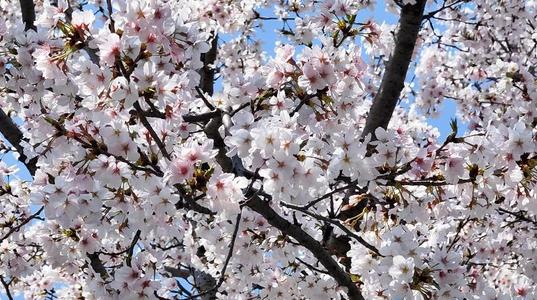 春天樱花花瓣高清4K花朵素材视频