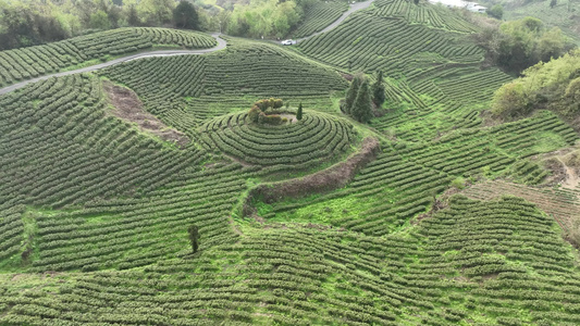 贵阳神鹊茶场视频