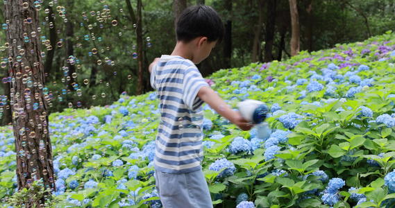 杭州临平公园无尽夏 男孩赏花视频