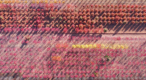 山东日照秋季的红枫林39秒视频