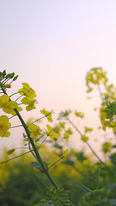 油菜花田黄色的花视频