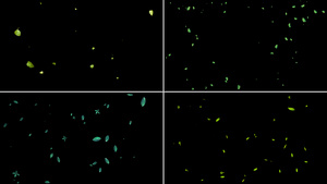 一组绿叶粒子漂浮动画12秒视频