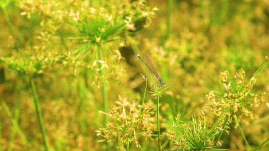 盛夏花丛中蜻蜓视频
