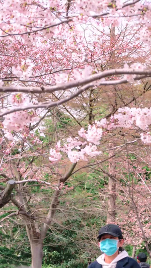 春天青岛中山公园樱花游客人流12秒视频