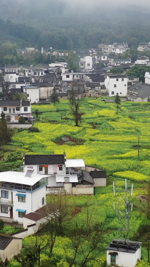 安徽黄山黟县碧山村春季风光徽派建筑30秒视频