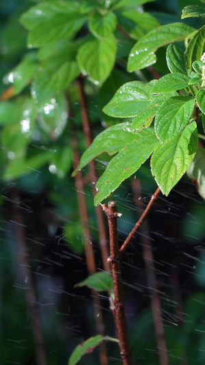 实拍喷水绿色植物14秒视频