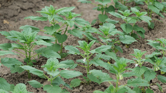 4K农民种植的蔬菜视频