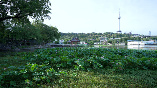 武汉汉阳莲花湖公园风景视频