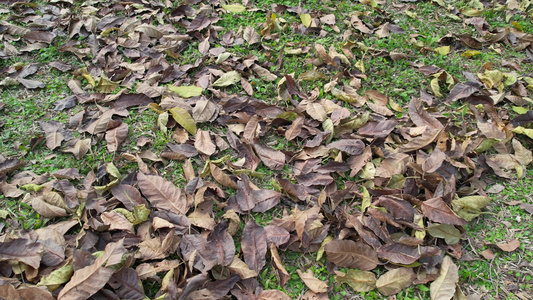 地上密集的落叶实拍视频