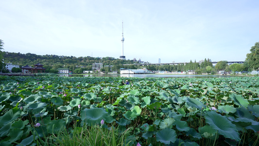 武汉汉阳莲花湖公园风景视频