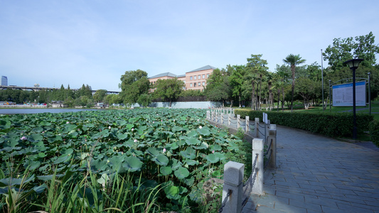 武汉汉阳莲花湖公园风景视频