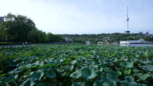 武汉汉阳莲花湖公园风景视频