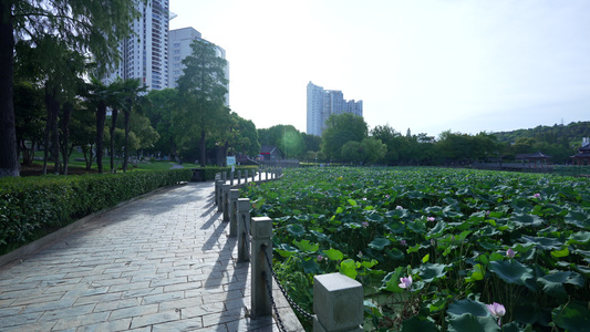 武汉汉阳莲花湖公园风景视频