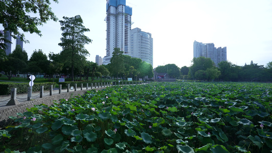 武汉汉阳莲花湖公园风景视频