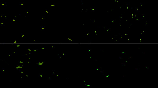 一组绿叶粒子漂浮动画视频