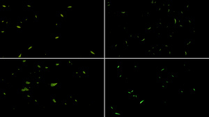 一组绿叶粒子漂浮动画12秒视频