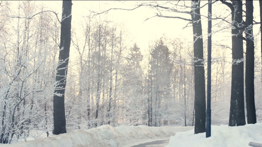 森林中的冰雪世界视频
