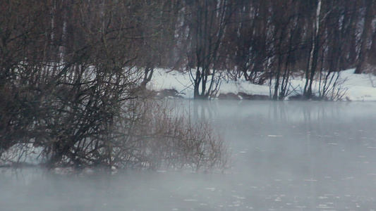 冬季森林里的湖水视频