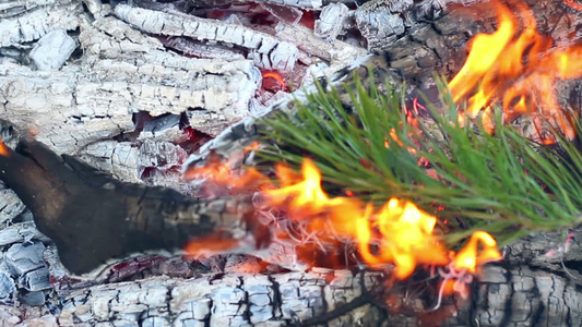 松枝在炭火中燃烧视频