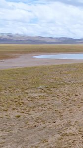 可可西里无人区藏野驴航拍视频保护动物视频
