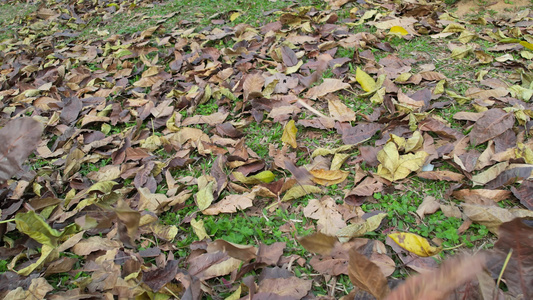 地上密集的落叶实拍视频