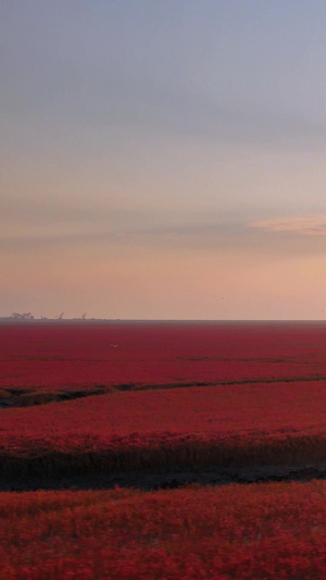红海滩国家风景廊道落日夕阳5A级风景区46秒视频