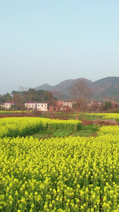 乡村田园风光油菜花田航拍视频