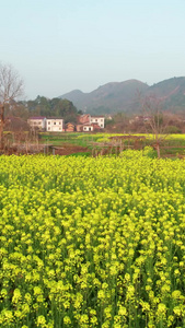 乡村田园风光油菜花田航拍视频