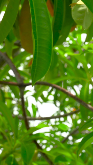 泰国海芒果海芒果实花朵合集46秒视频